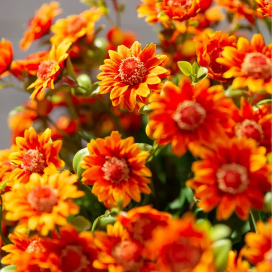 🌹Last Day Each🌹 - Artificial Outdoor Sunset Mums Flowers - Waterproof, Windproof